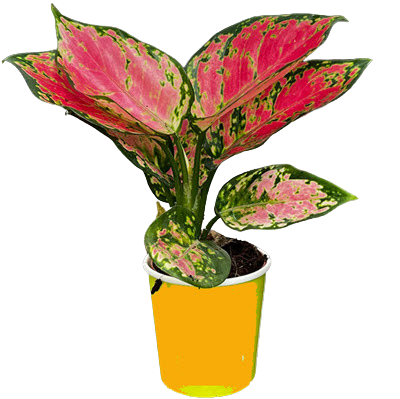 2" Aglaonema Red Valentine